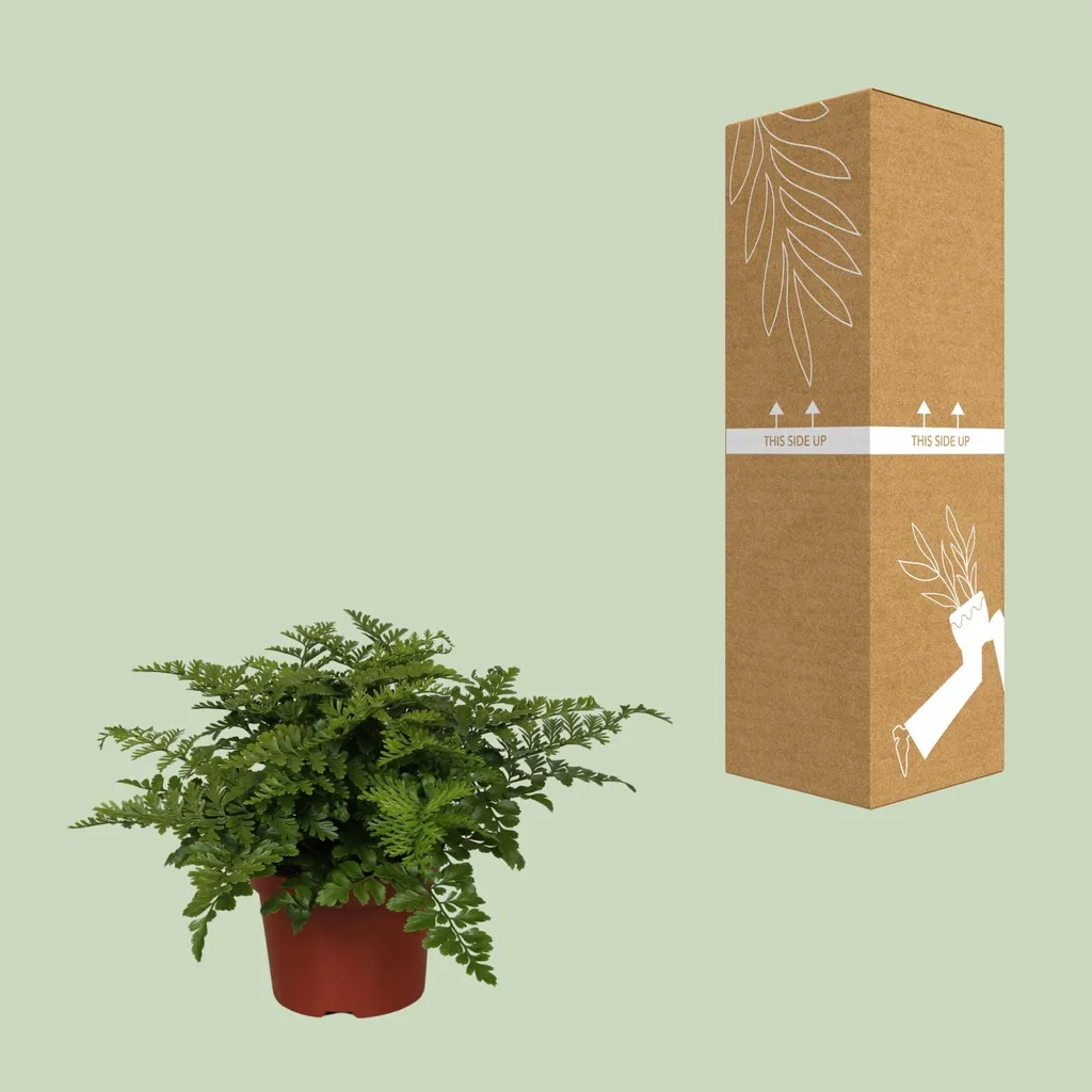 Kleiner Streifenfarn 'Parvati' (Asplenium parvisorum) – pflegeleichte Zimmerpflanze, Topf-Ø 12 cm, Höhe ca. 25 cm