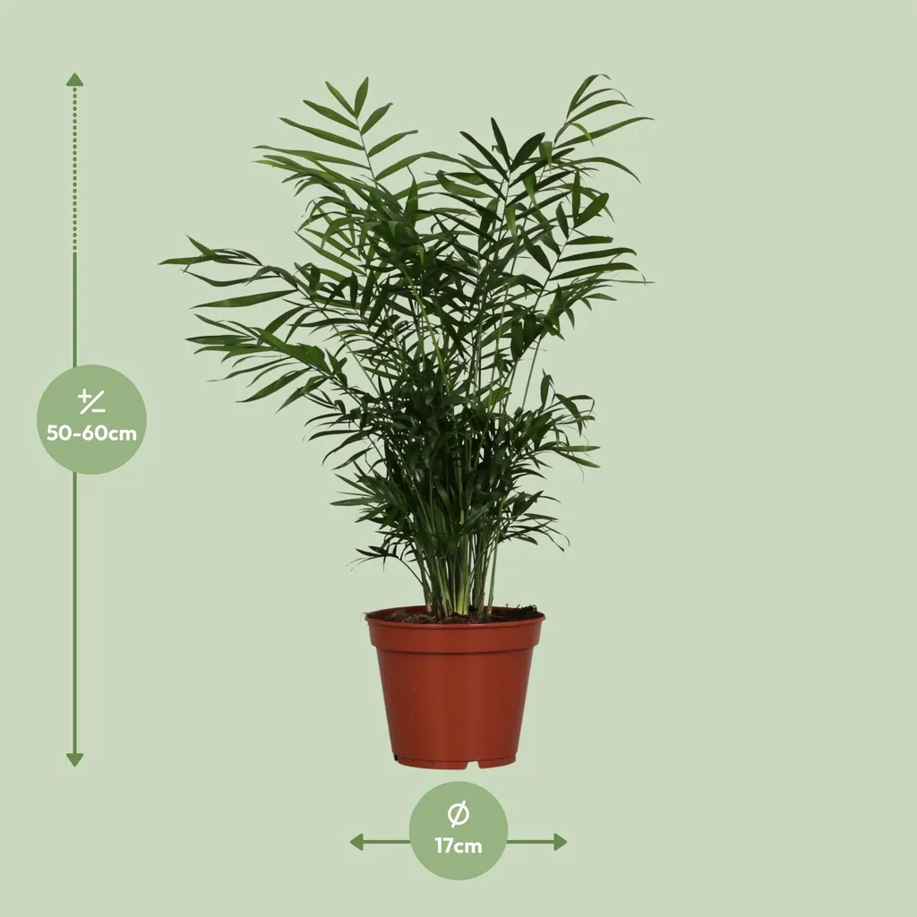 Bergpalme (Chamaedorea elegans) – pflegeleichte Zimmerpflanze, Topf-Ø 17 cm, Höhe ca. 55 cm