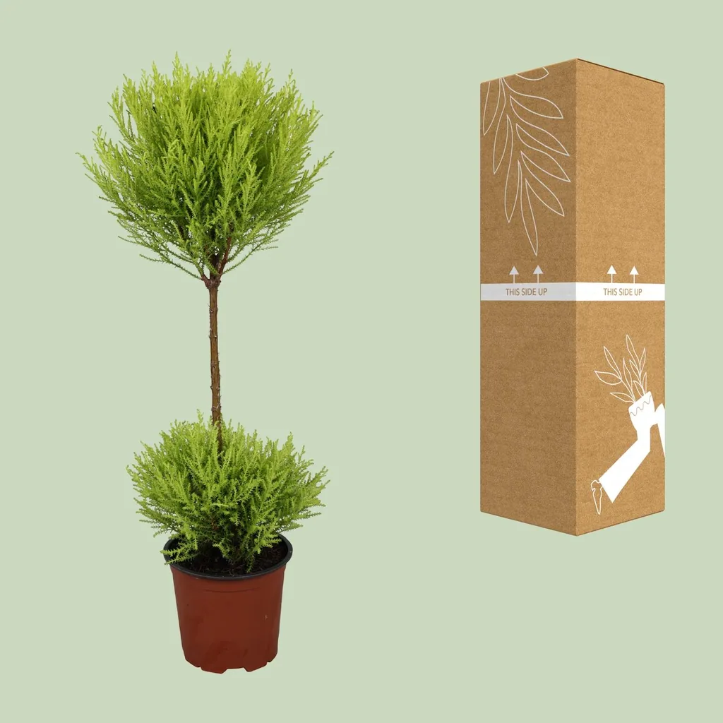 Zimmerzypresse 'Goldcrest Wilma' (Cupressus) – pflegeleichte Zimmerpflanze, Topf-Ø 14 cm, Höhe ca. 60 cm