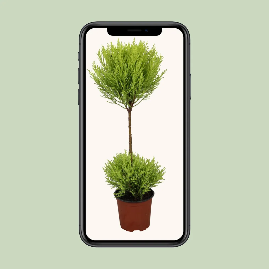 Zimmerzypresse 'Goldcrest Wilma' (Cupressus) – pflegeleichte Zimmerpflanze, Topf-Ø 14 cm, Höhe ca. 60 cm