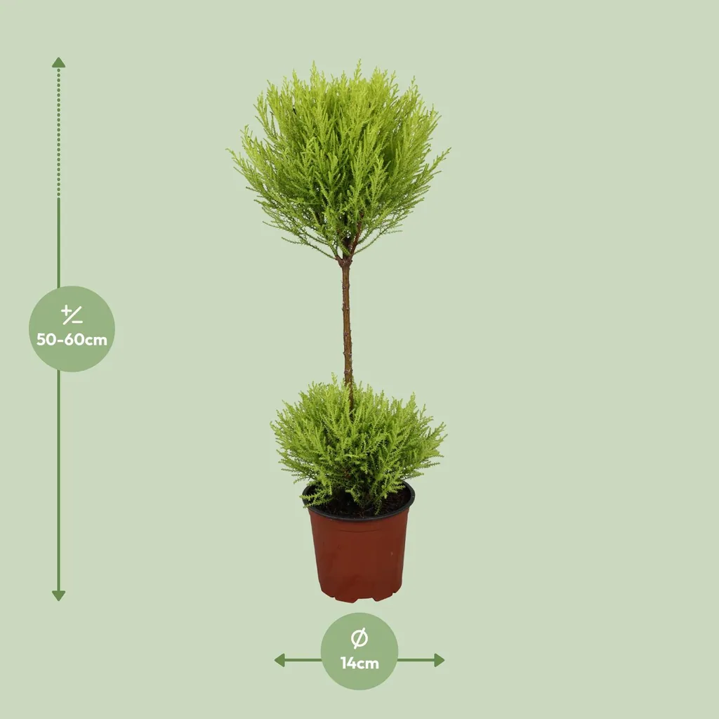 Zimmerzypresse 'Goldcrest Wilma' (Cupressus) – pflegeleichte Zimmerpflanze, Topf-Ø 14 cm, Höhe ca. 60 cm