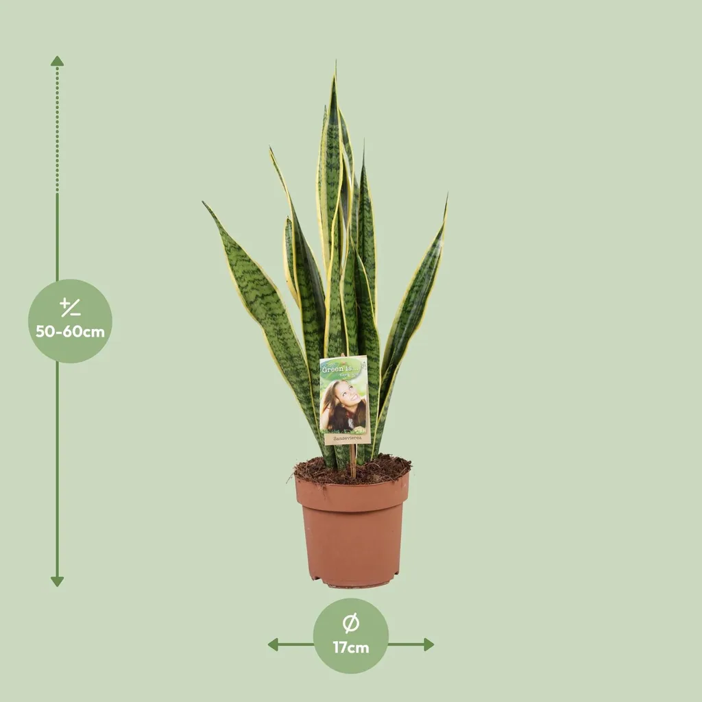 Bogenhanf 'Laurentii' (Sansevieria trifasciata) – pflegeleichte Zimmerpflanze, Topf-Ø 17 cm, Höhe ca. 60 cm