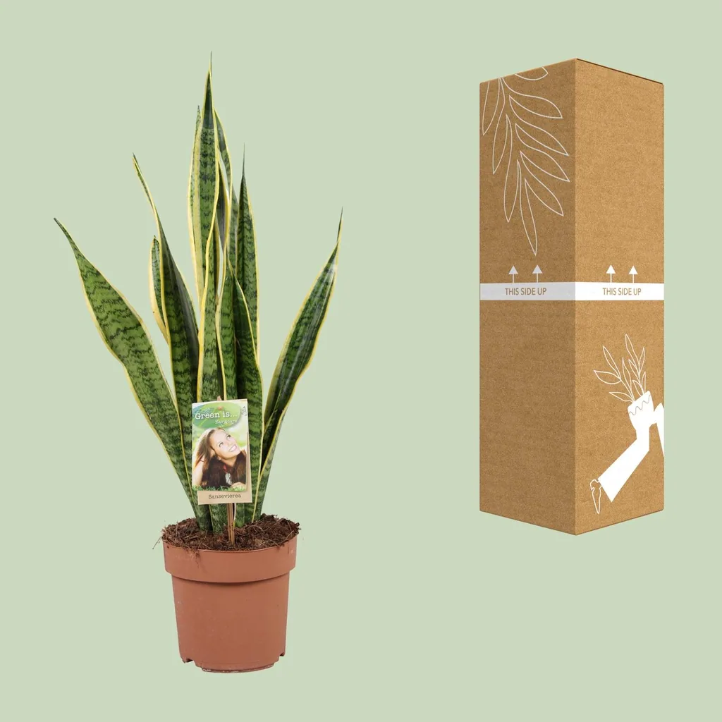 Bogenhanf 'Laurentii' (Sansevieria trifasciata) – pflegeleichte Zimmerpflanze, Topf-Ø 17 cm, Höhe ca. 60 cm
