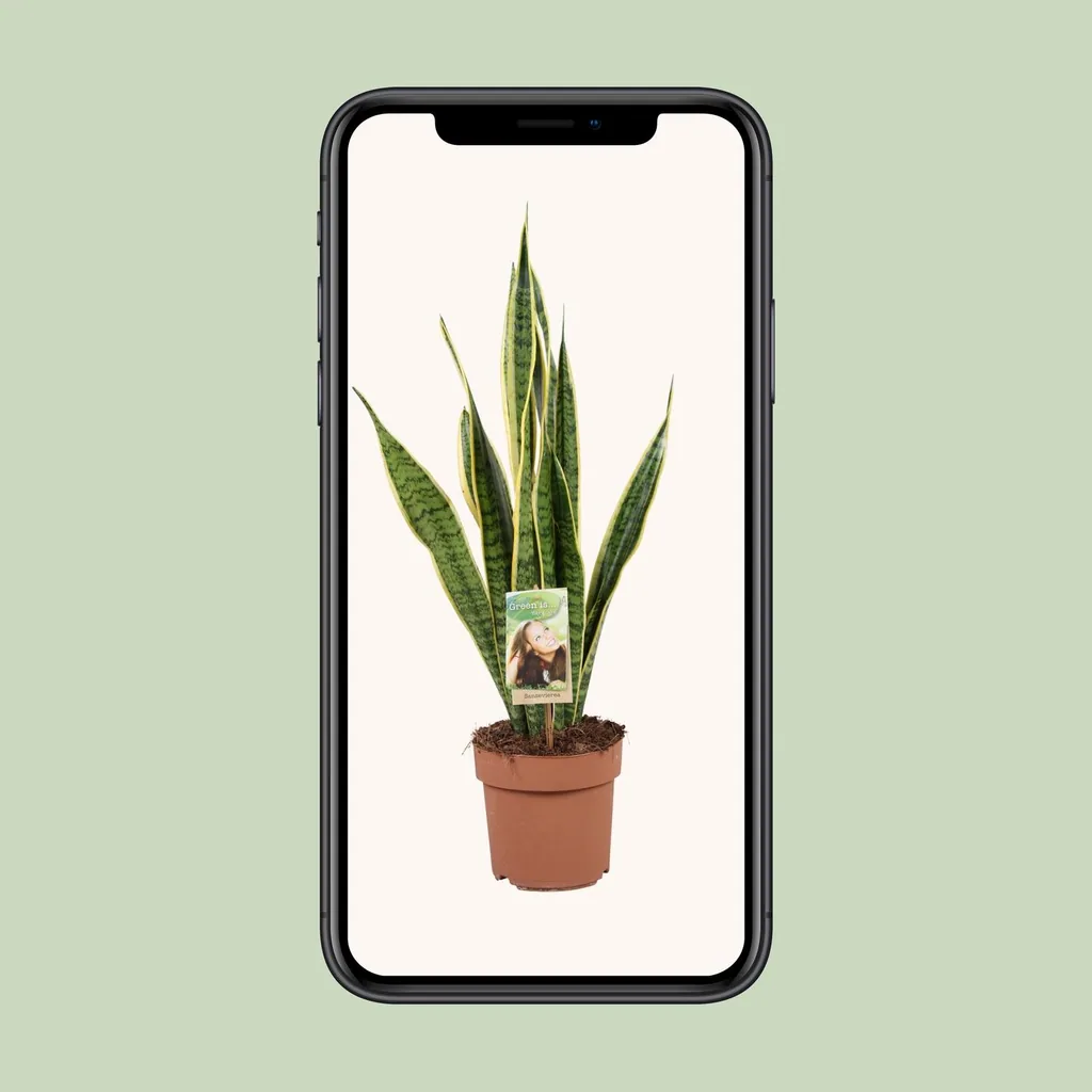 Bogenhanf 'Laurentii' (Sansevieria trifasciata) – pflegeleichte Zimmerpflanze, Topf-Ø 17 cm, Höhe ca. 60 cm