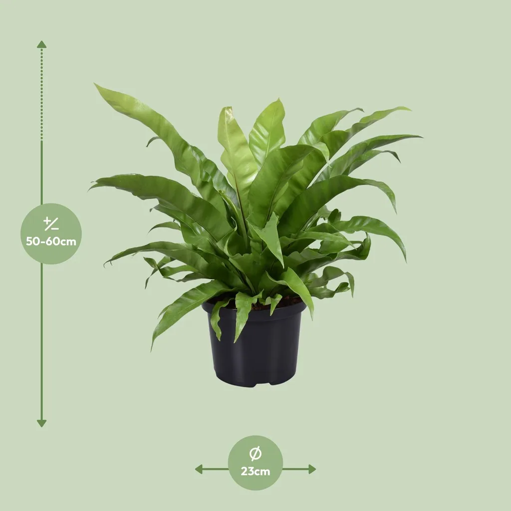 Schmalblättriger Nestfarn (Asplenium antiquum) – pflegeleichte Zimmerpflanze, Topf-Ø 23 cm, Höhe ca. 60 cm