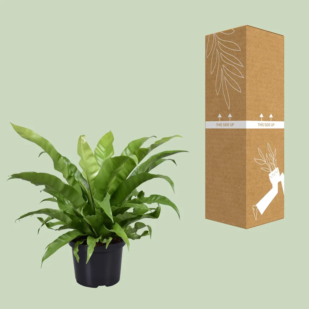 Schmalblättriger Nestfarn (Asplenium antiquum) – pflegeleichte Zimmerpflanze, Topf-Ø 23 cm, Höhe ca. 60 cm