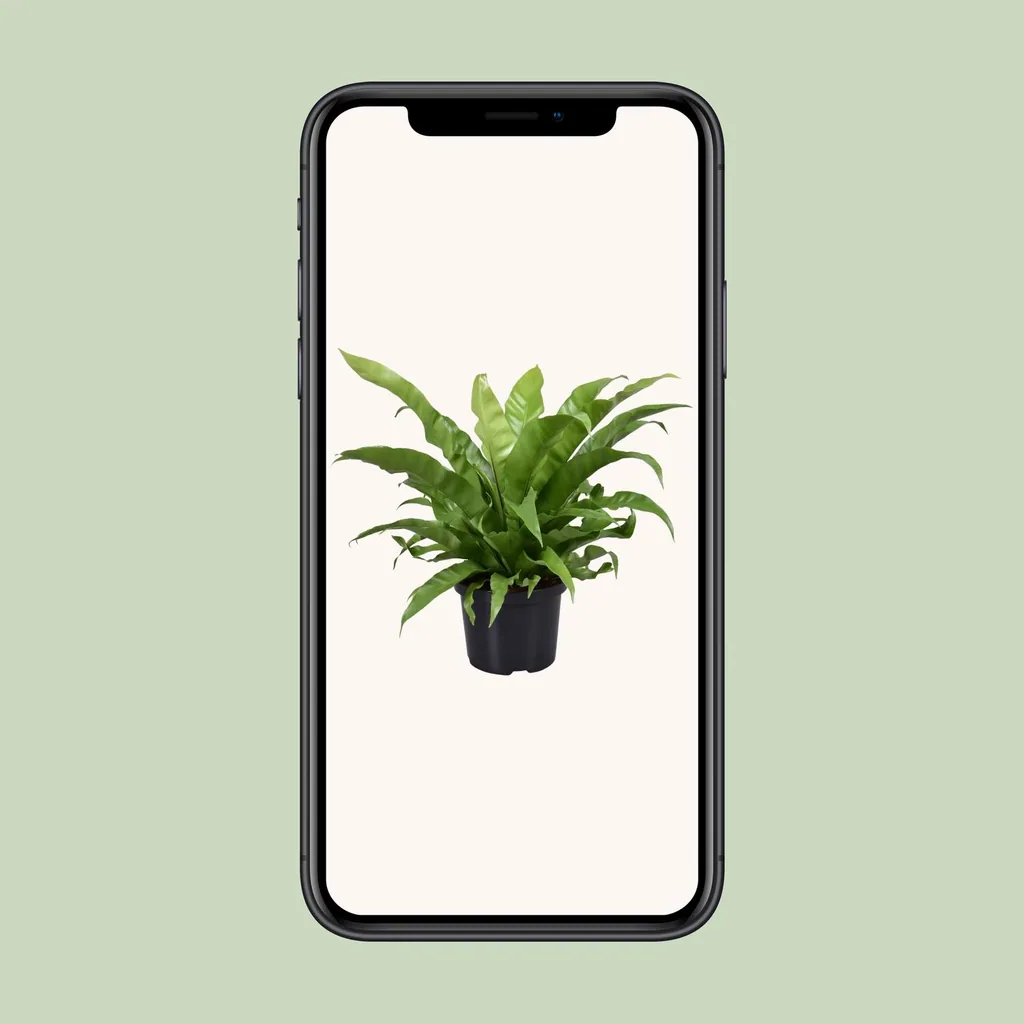 Schmalblättriger Nestfarn (Asplenium antiquum) – pflegeleichte Zimmerpflanze, Topf-Ø 23 cm, Höhe ca. 60 cm