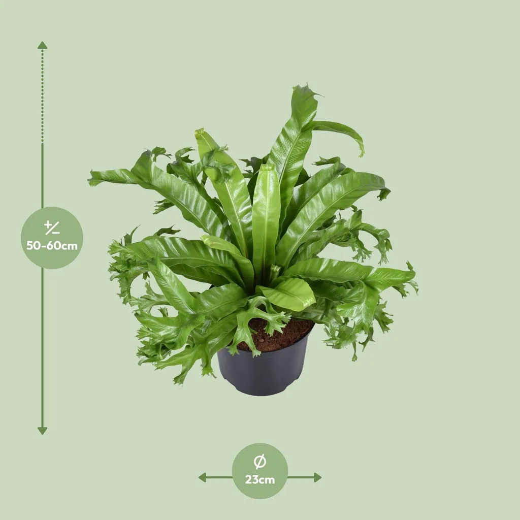 Nestfarn 'Crissie' (Asplenium nidus) – pflegeleichte Zimmerpflanze, Topf-Ø 23 cm, Höhe ca. 55 cm