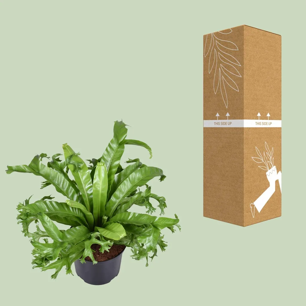 Nestfarn 'Crissie' (Asplenium nidus) – pflegeleichte Zimmerpflanze, Topf-Ø 23 cm, Höhe ca. 55 cm