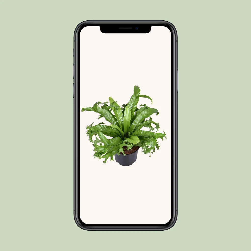 Nestfarn 'Crissie' (Asplenium nidus) – pflegeleichte Zimmerpflanze, Topf-Ø 23 cm, Höhe ca. 55 cm