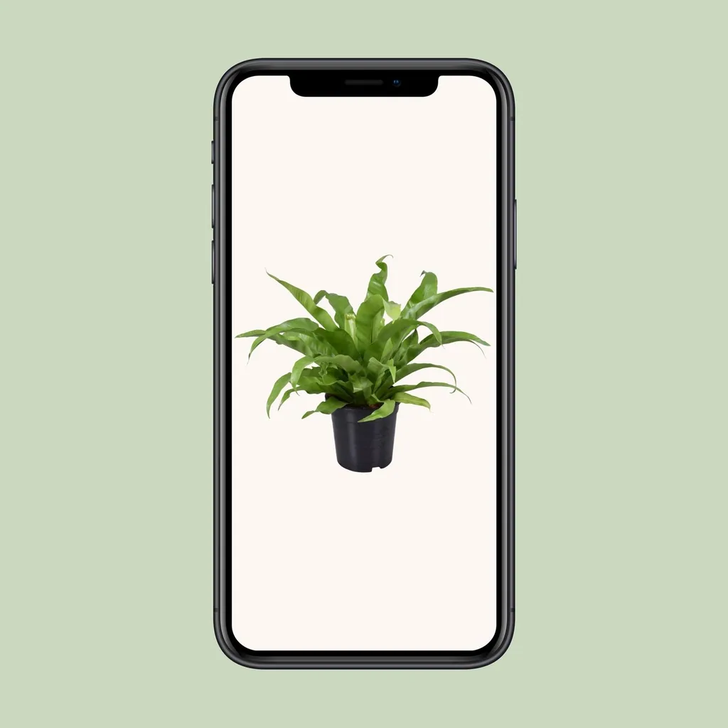 Japanischer Nestfarn (Asplenium antiquum) – pflegeleichte Zimmerpflanze, Topf-Ø 17 cm, Höhe ca. 45 cm