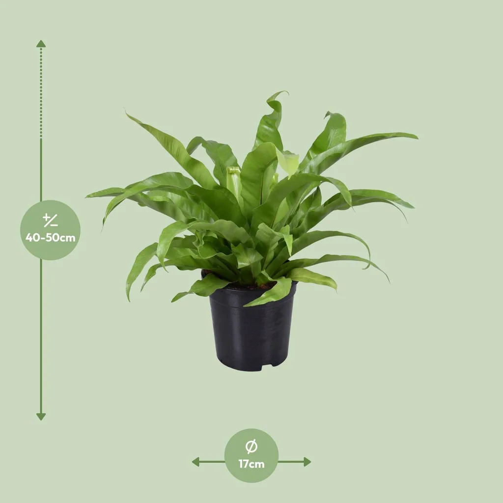 Japanischer Nestfarn (Asplenium antiquum) – pflegeleichte Zimmerpflanze, Topf-Ø 17 cm, Höhe ca. 45 cm