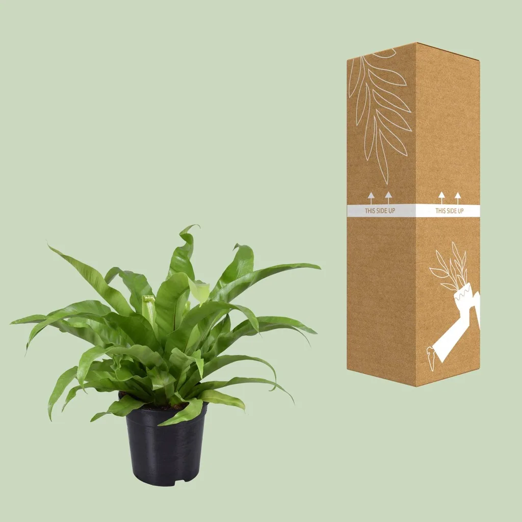 Japanischer Nestfarn (Asplenium antiquum) – pflegeleichte Zimmerpflanze, Topf-Ø 17 cm, Höhe ca. 45 cm