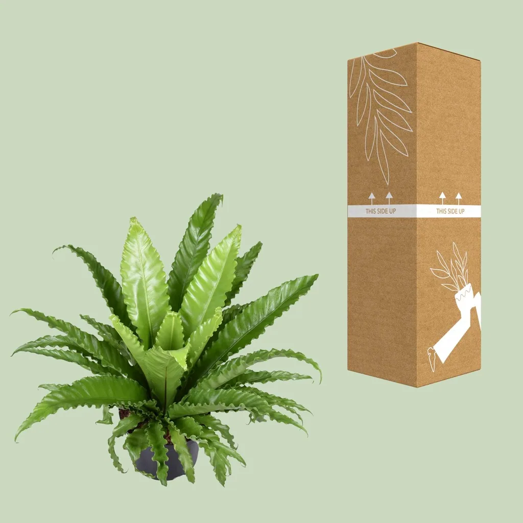 Nestfarn 'Osaka' (Asplenium antiquum) – pflegeleichte Zimmerpflanze, Topf-Ø 23 cm, Höhe ca. 60 cm