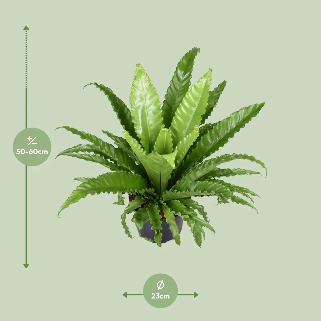 Nestfarn 'Osaka' (Asplenium antiquum) – pflegeleichte Zimmerpflanze, Topf-Ø 23 cm, Höhe ca. 60 cm