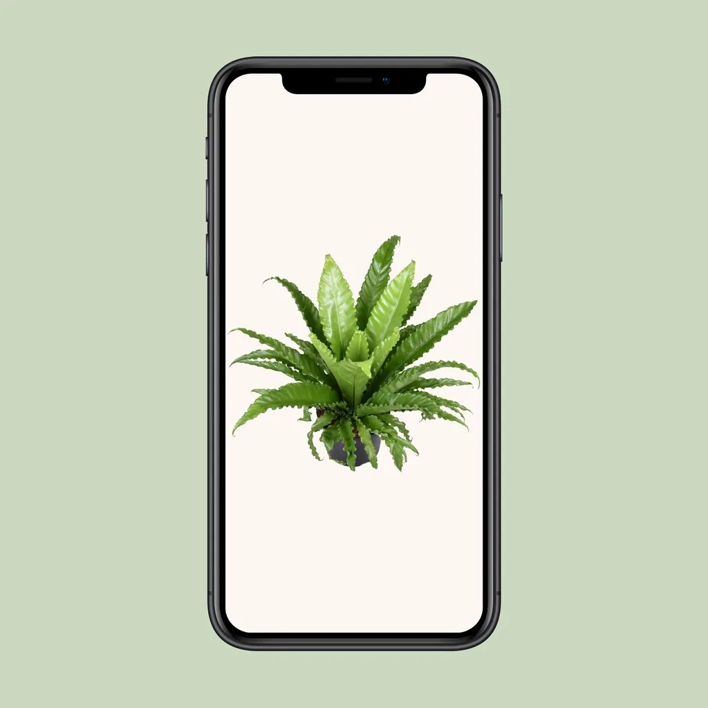 Nestfarn 'Osaka' (Asplenium antiquum) – pflegeleichte Zimmerpflanze, Topf-Ø 23 cm, Höhe ca. 60 cm