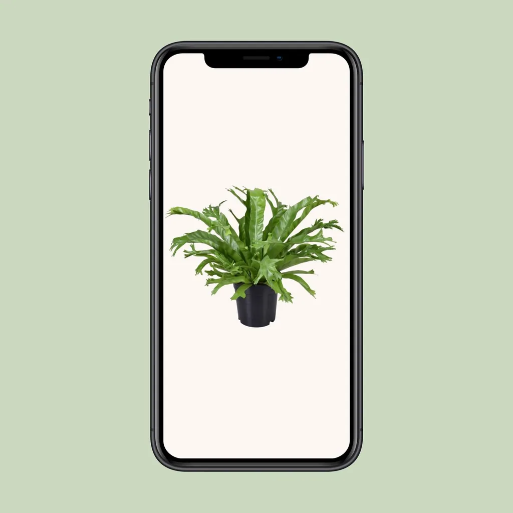 Nestfarn 'Crissie' (Asplenium nidus) – pflegeleichte Zimmerpflanze, Topf-Ø 17 cm, Höhe ca. 40 cm