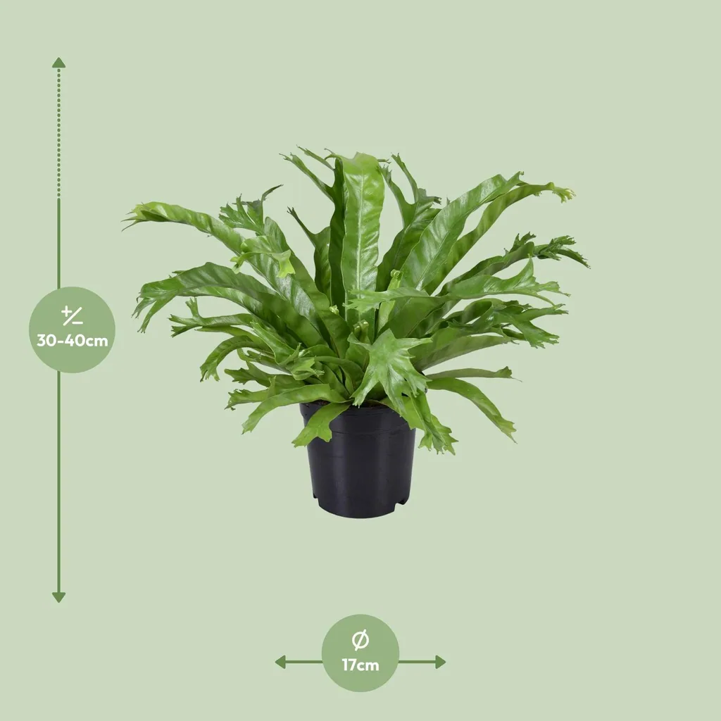 Nestfarn 'Crissie' (Asplenium nidus) – pflegeleichte Zimmerpflanze, Topf-Ø 17 cm, Höhe ca. 40 cm