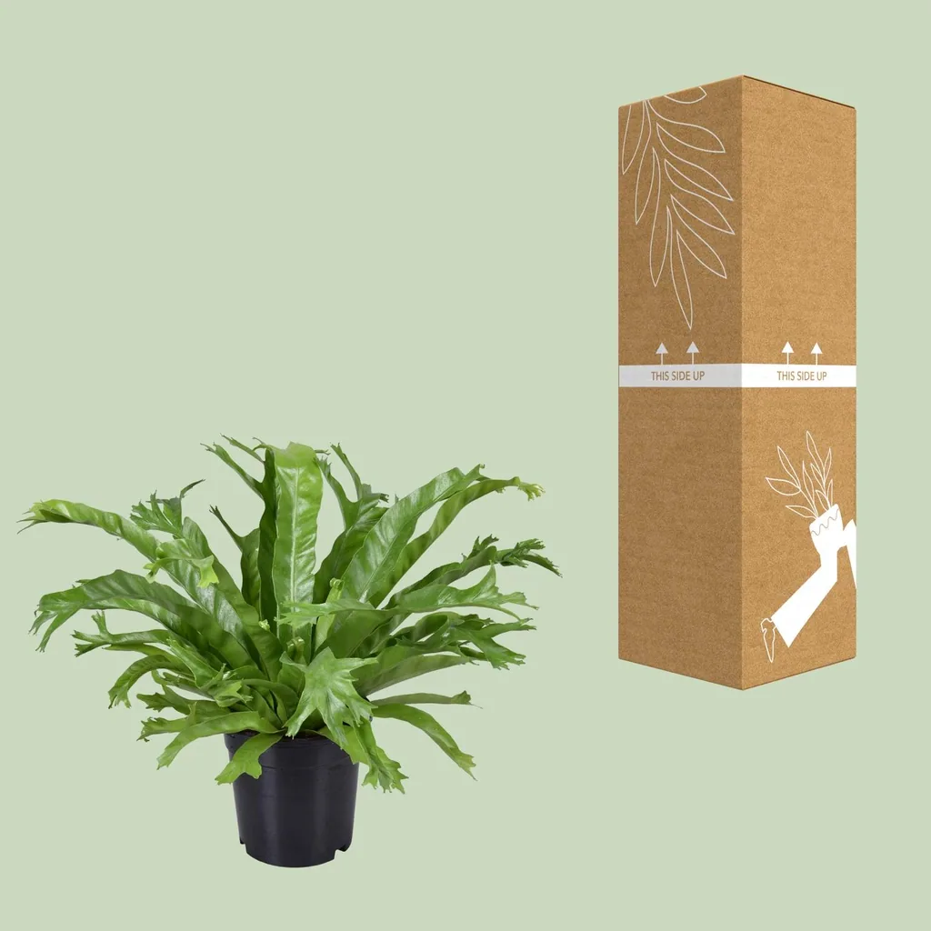 Nestfarn 'Crissie' (Asplenium nidus) – pflegeleichte Zimmerpflanze, Topf-Ø 17 cm, Höhe ca. 40 cm