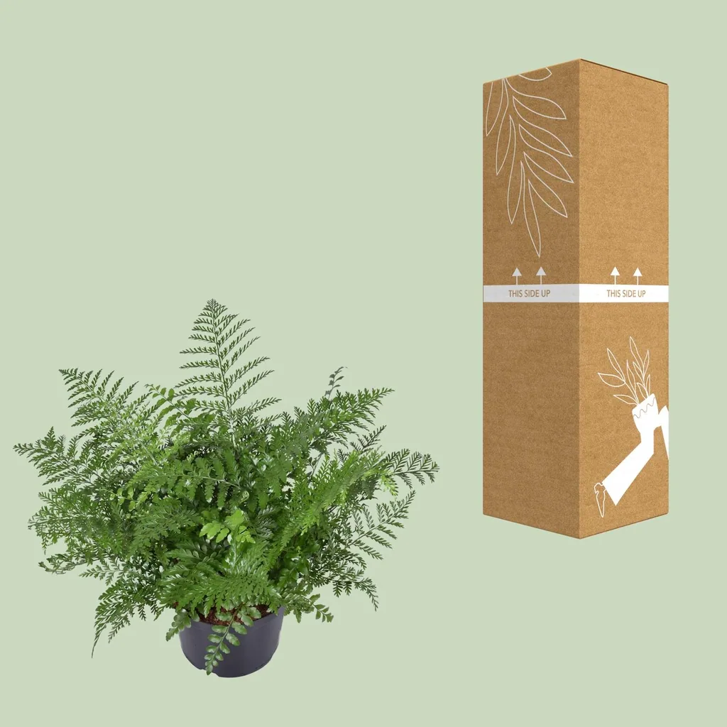 Kleiner Streifenfarn 'Parvati' (Asplenium parvisorum) – pflegeleichte Zimmerpflanze, Topf-Ø 23 cm, Höhe ca. 55 cm
