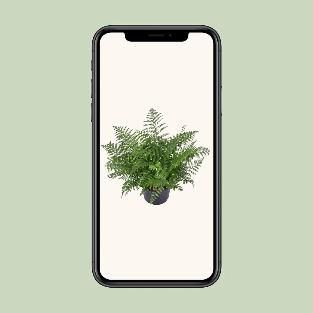 Kleiner Streifenfarn 'Parvati' (Asplenium parvisorum) – pflegeleichte Zimmerpflanze, Topf-Ø 23 cm, Höhe ca. 55 cm