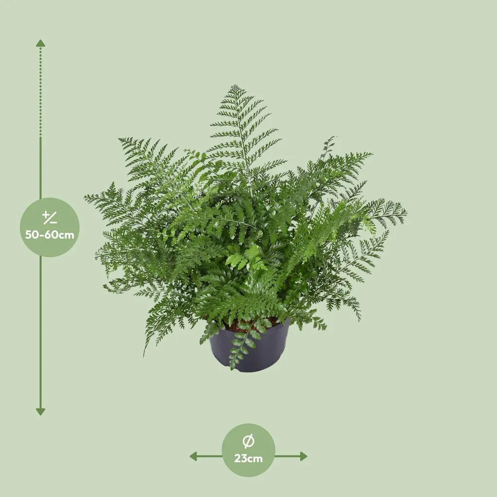 Kleiner Streifenfarn 'Parvati' (Asplenium parvisorum) – pflegeleichte Zimmerpflanze, Topf-Ø 23 cm, Höhe ca. 55 cm