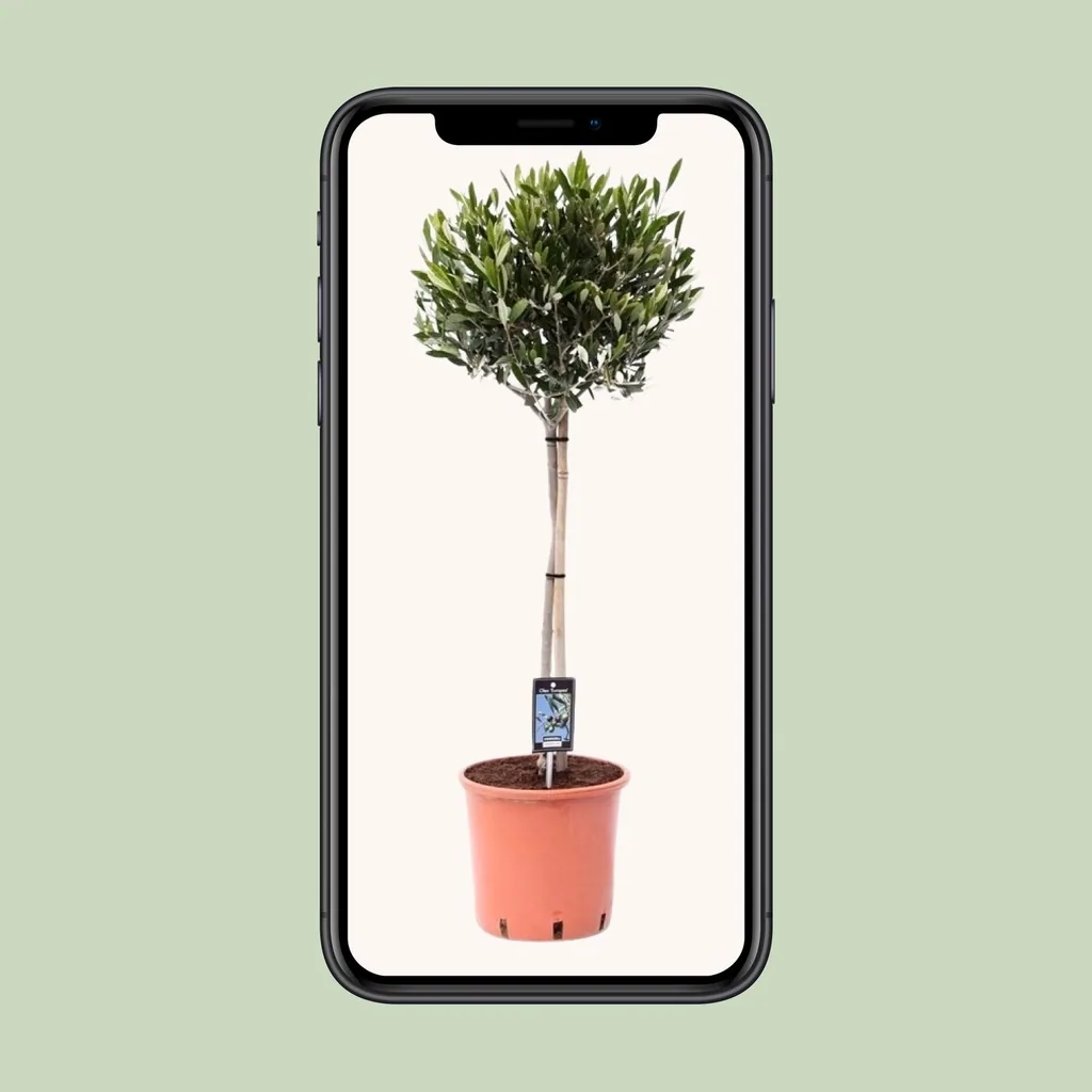 Olivenbaum (Olea europaea) – mediterraner Kübelbaum, Topf-Ø 22 cm, Höhe ca. 100 cm
