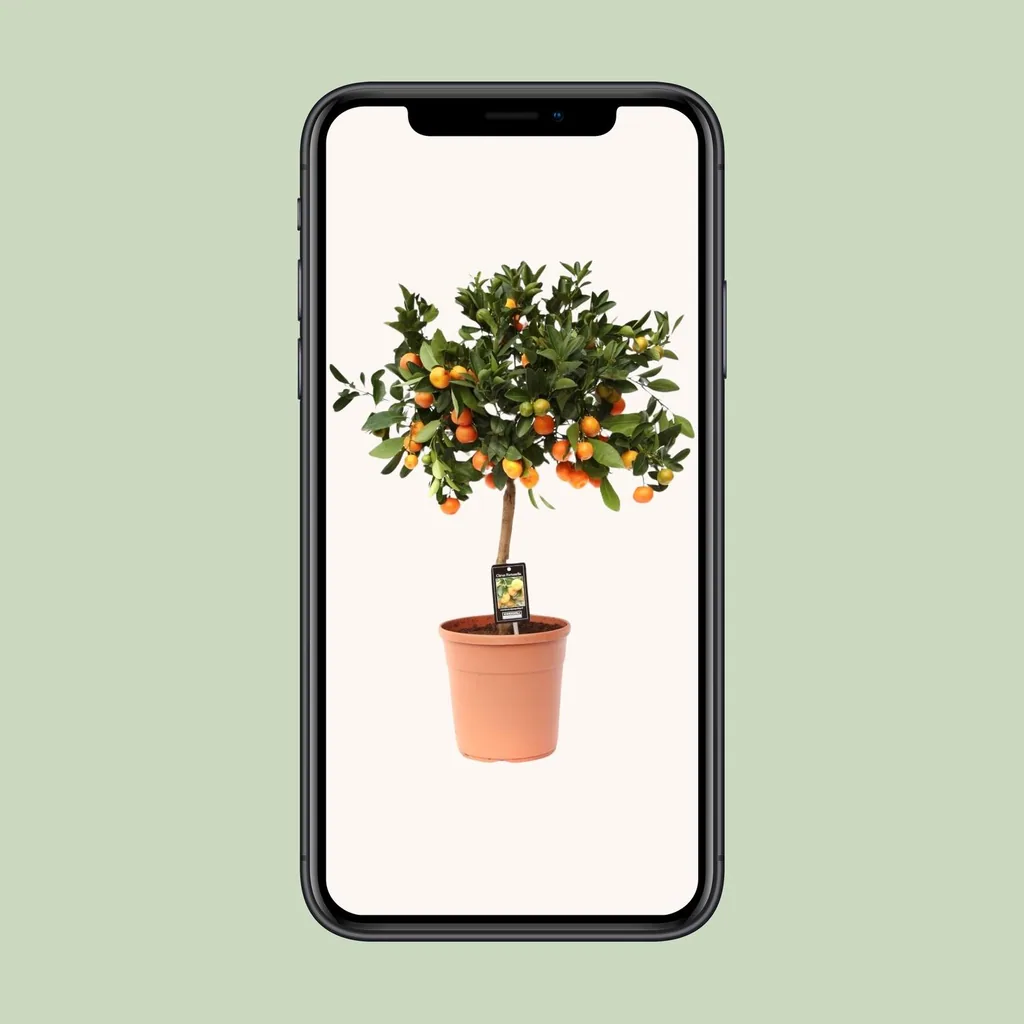 Calamondinorange (Citrus madurensis) – immergrüne Kübelpflanze, Topf-Ø 22 cm, Höhe ca. 80 cm