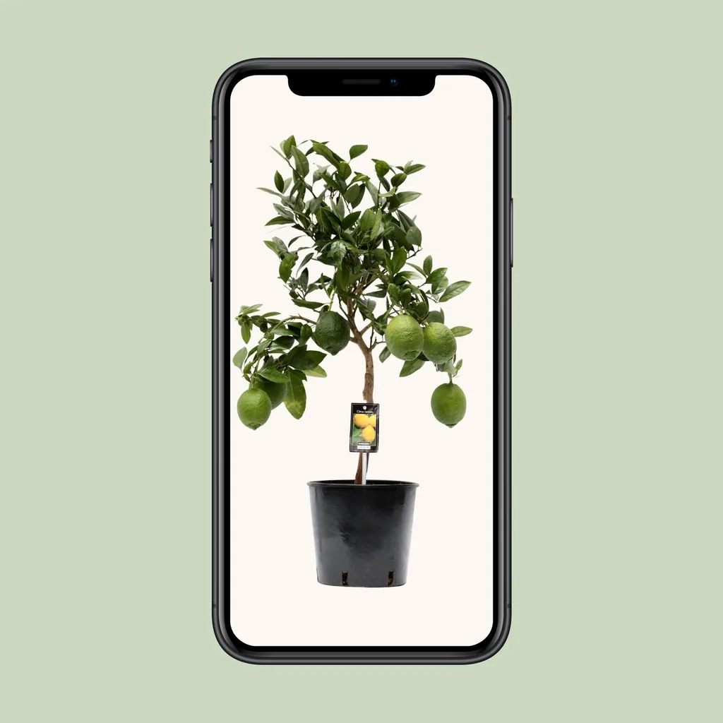 Zitronenbaum (Citrus limon) – Zitrusgehölz, Topf-Ø 22 cm, Höhe ca. 80 cm