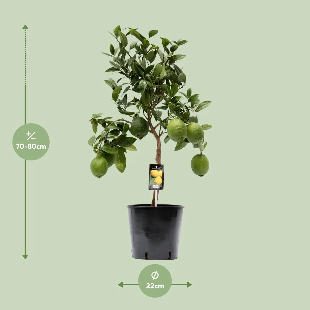 Zitronenbaum (Citrus limon) – Zitrusgehölz, Topf-Ø 22 cm, Höhe ca. 80 cm