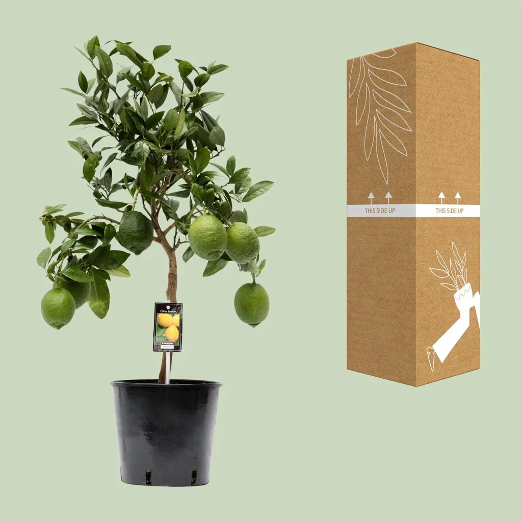 Zitronenbaum (Citrus limon) – Zitrusgehölz, Topf-Ø 22 cm, Höhe ca. 80 cm