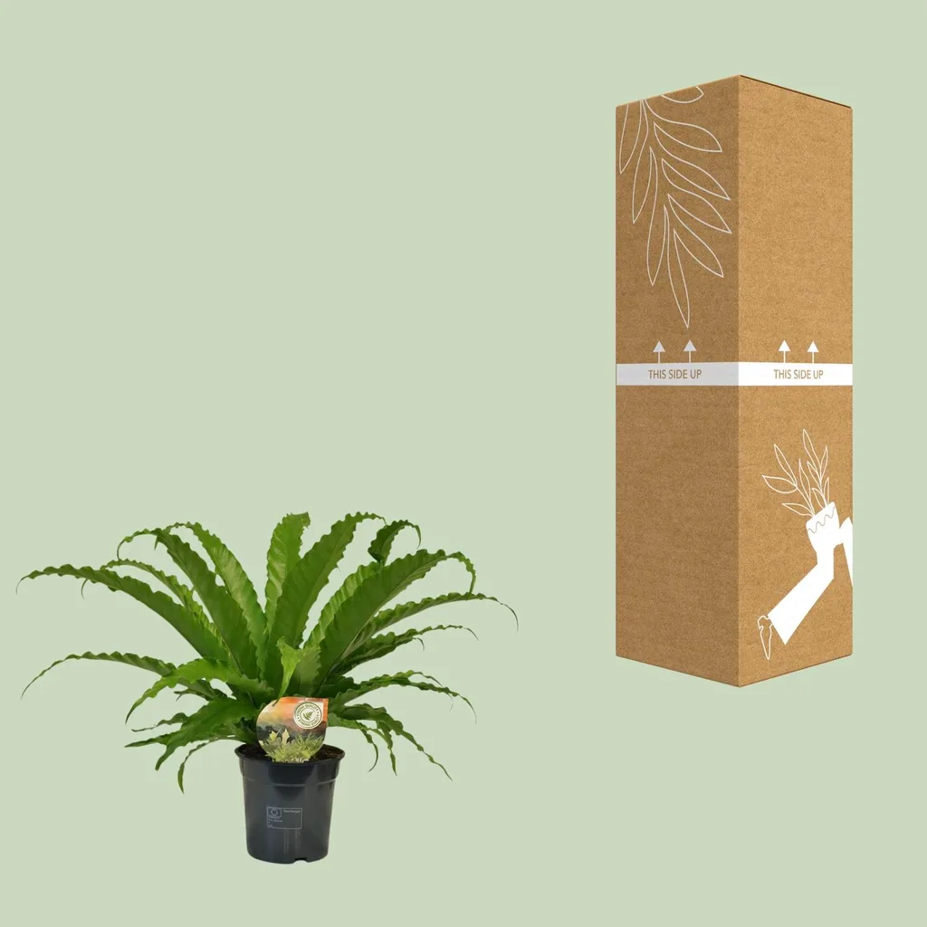 Nestfarn 'Osaka' (Asplenium) – pflegeleichte Zimmerpflanze, Topf-Ø 17 cm, Höhe ca. 40 cm