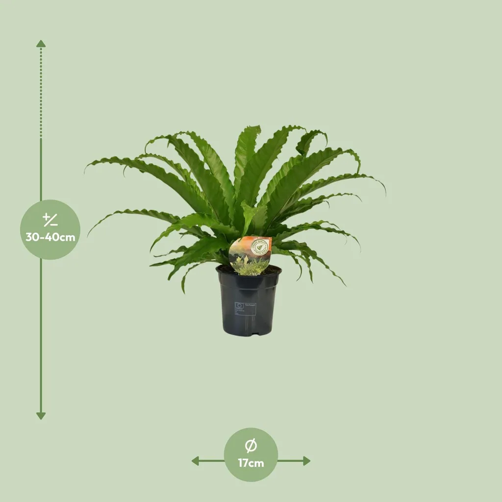 Nestfarn 'Osaka' (Asplenium) – pflegeleichte Zimmerpflanze, Topf-Ø 17 cm, Höhe ca. 40 cm