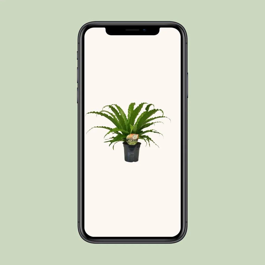 Nestfarn 'Osaka' (Asplenium) – pflegeleichte Zimmerpflanze, Topf-Ø 17 cm, Höhe ca. 40 cm