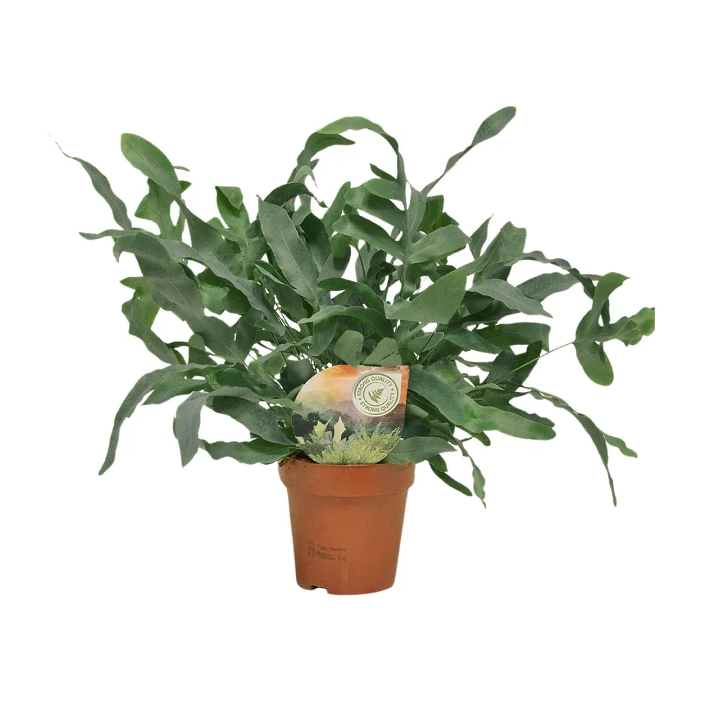 Tüpfelfarn 'Blue Star' (Phlebodium) – pflegeleichte Zimmerpflanze, Topf-Ø 12 cm, Höhe ca. 35 cm