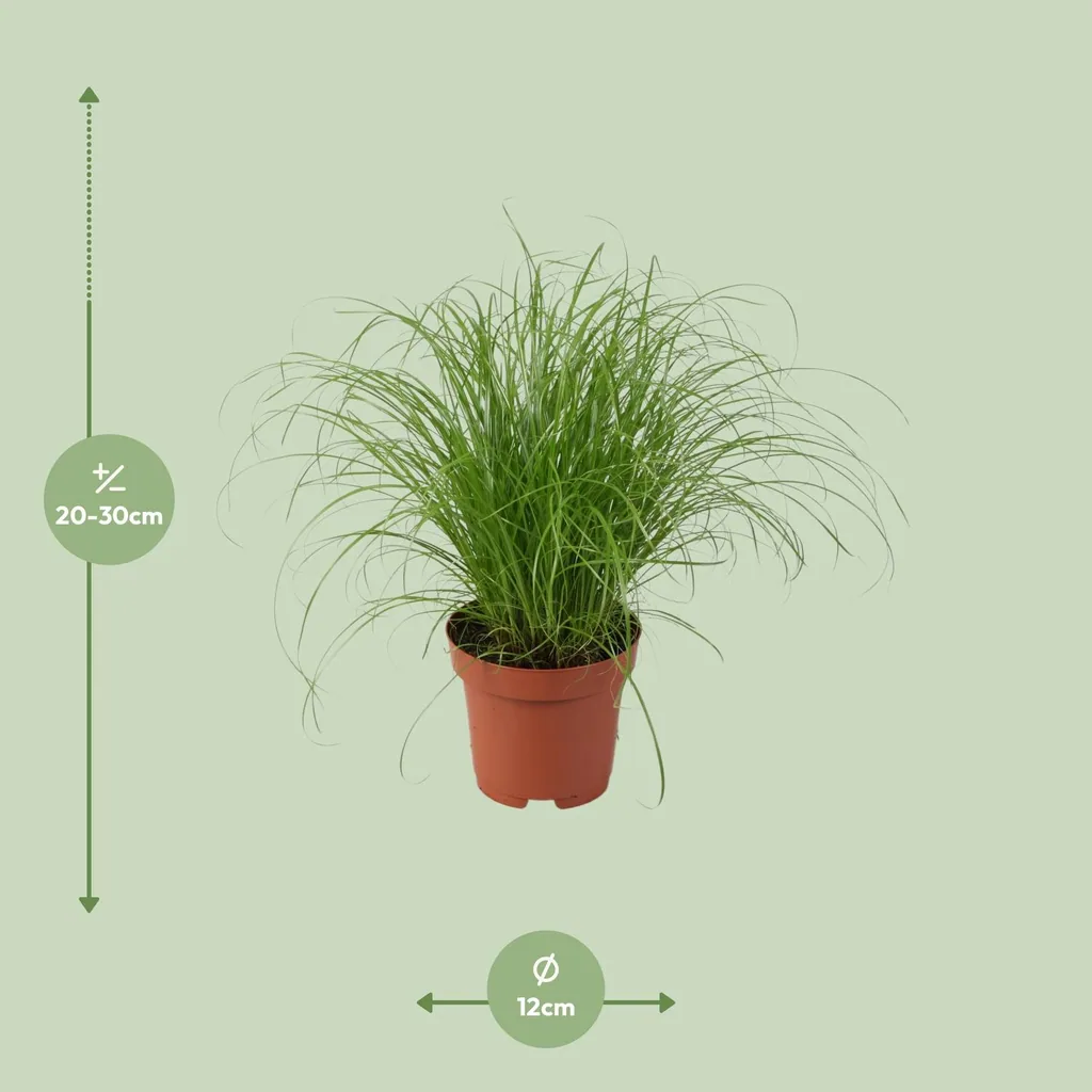 Schirmcypergras 'Zumula' (Cyperus alternifolius) – pflegeleichte Zimmerpflanze, Topf-Ø 12 cm, Höhe ca. 28 cm