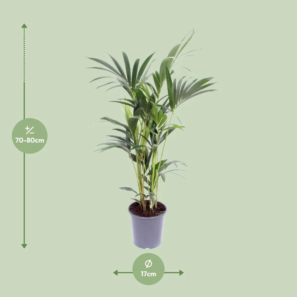 Kentiapalme (Howea forsteriana) – pflegeleichte Zimmerpflanze, Topf-Ø 17 cm, Höhe ca. 75 cm