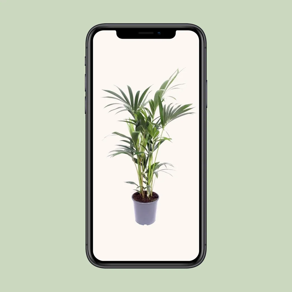 Kentiapalme (Howea forsteriana) – pflegeleichte Zimmerpflanze, Topf-Ø 17 cm, Höhe ca. 75 cm