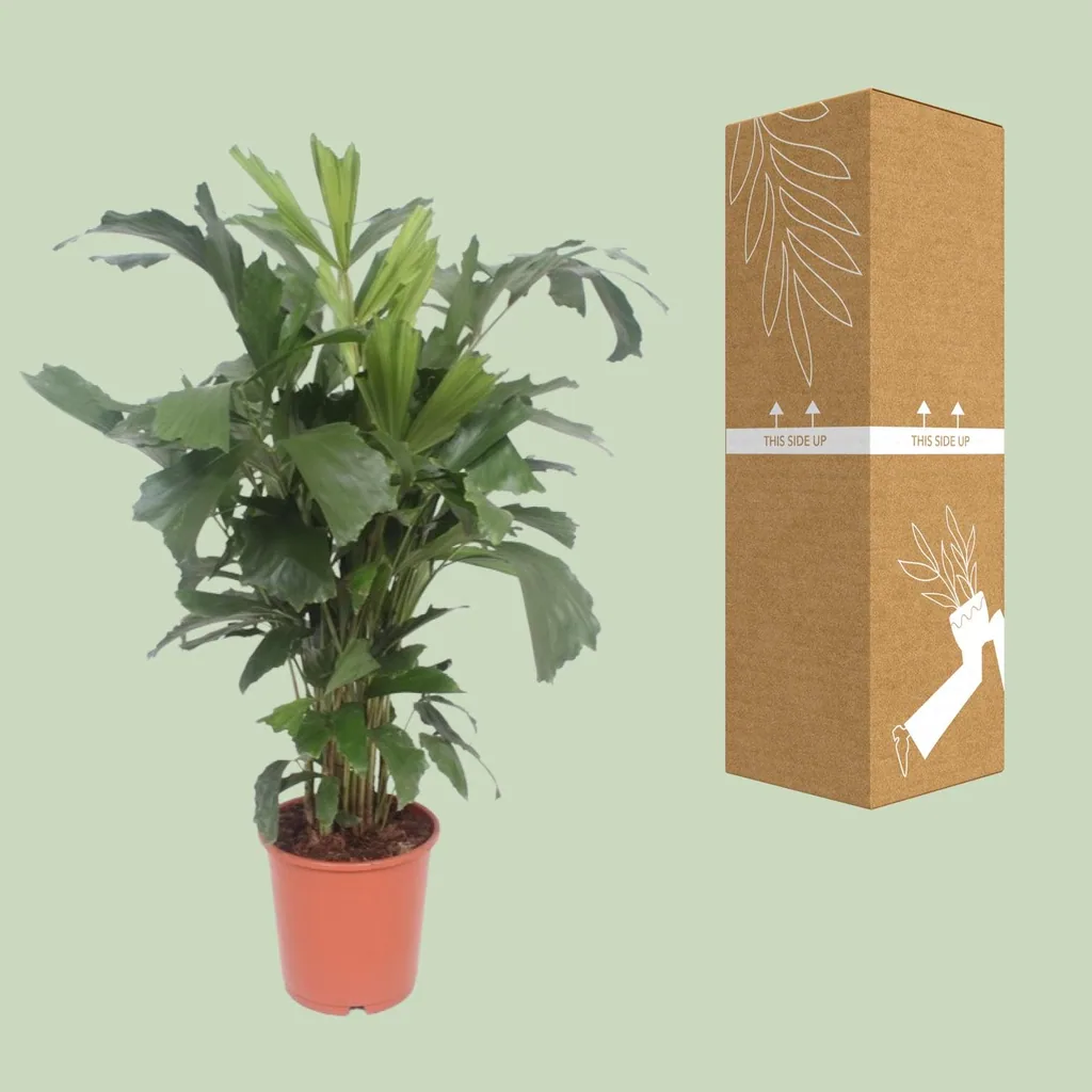Fischschwanzpalme (Caryota mitis) – pflegeleichte Zimmerpflanze, Topf-Ø 24 cm, Höhe ca. 110 cm