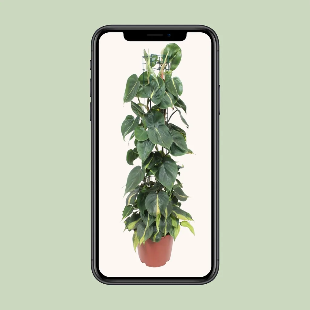 Kletter-Philodendron 'Brasil' (Philodendron scandens) – pflegeleichte Zimmerpflanze, Topf-Ø 24 cm, Höhe ca. 120 cm