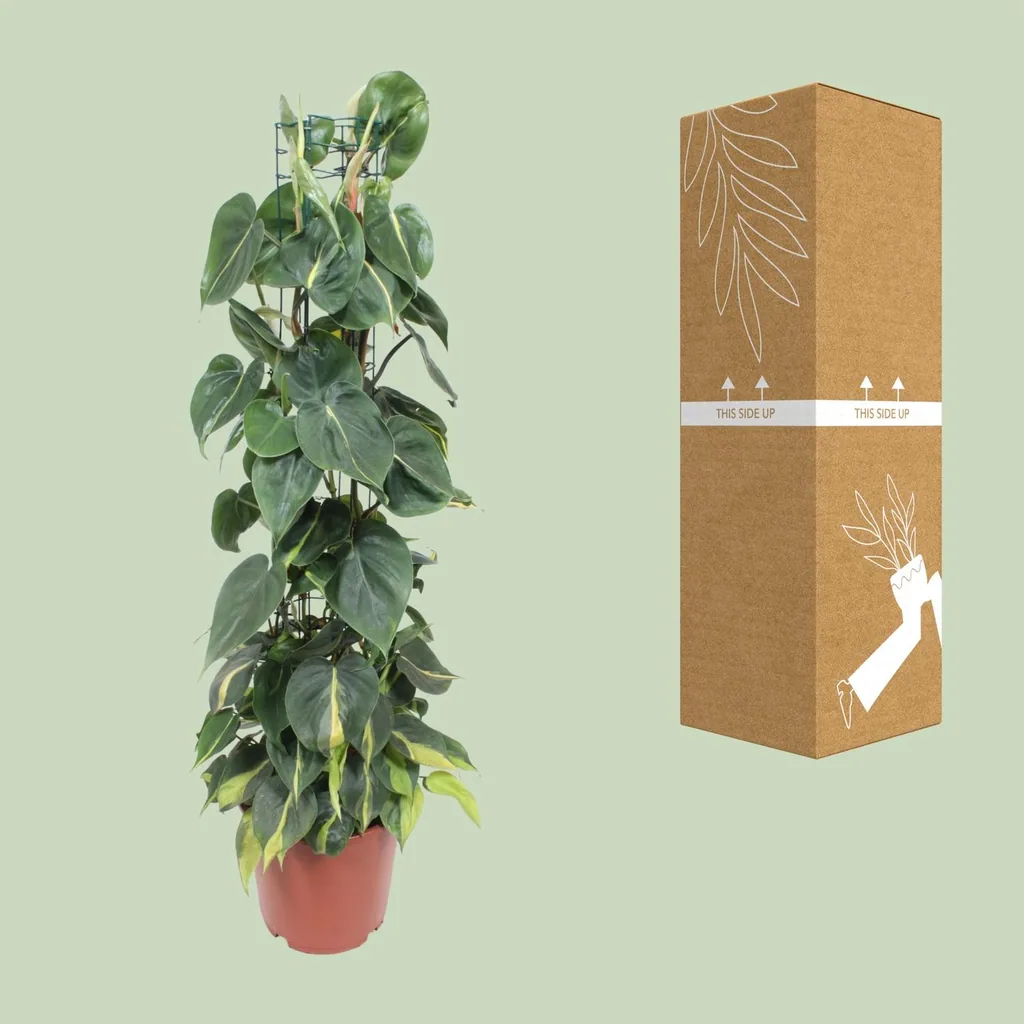 Kletter-Philodendron 'Brasil' (Philodendron scandens) – pflegeleichte Zimmerpflanze, Topf-Ø 24 cm, Höhe ca. 120 cm
