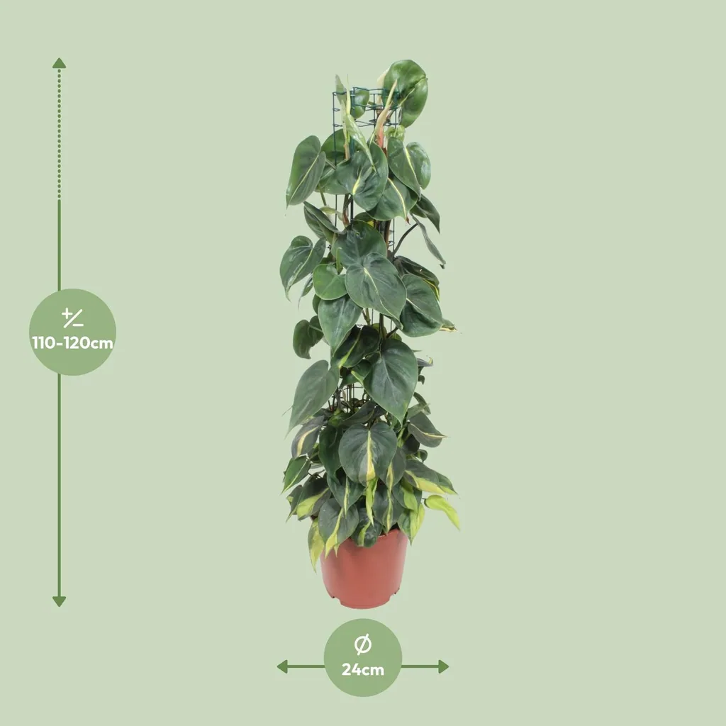Kletter-Philodendron 'Brasil' (Philodendron scandens) – pflegeleichte Zimmerpflanze, Topf-Ø 24 cm, Höhe ca. 120 cm
