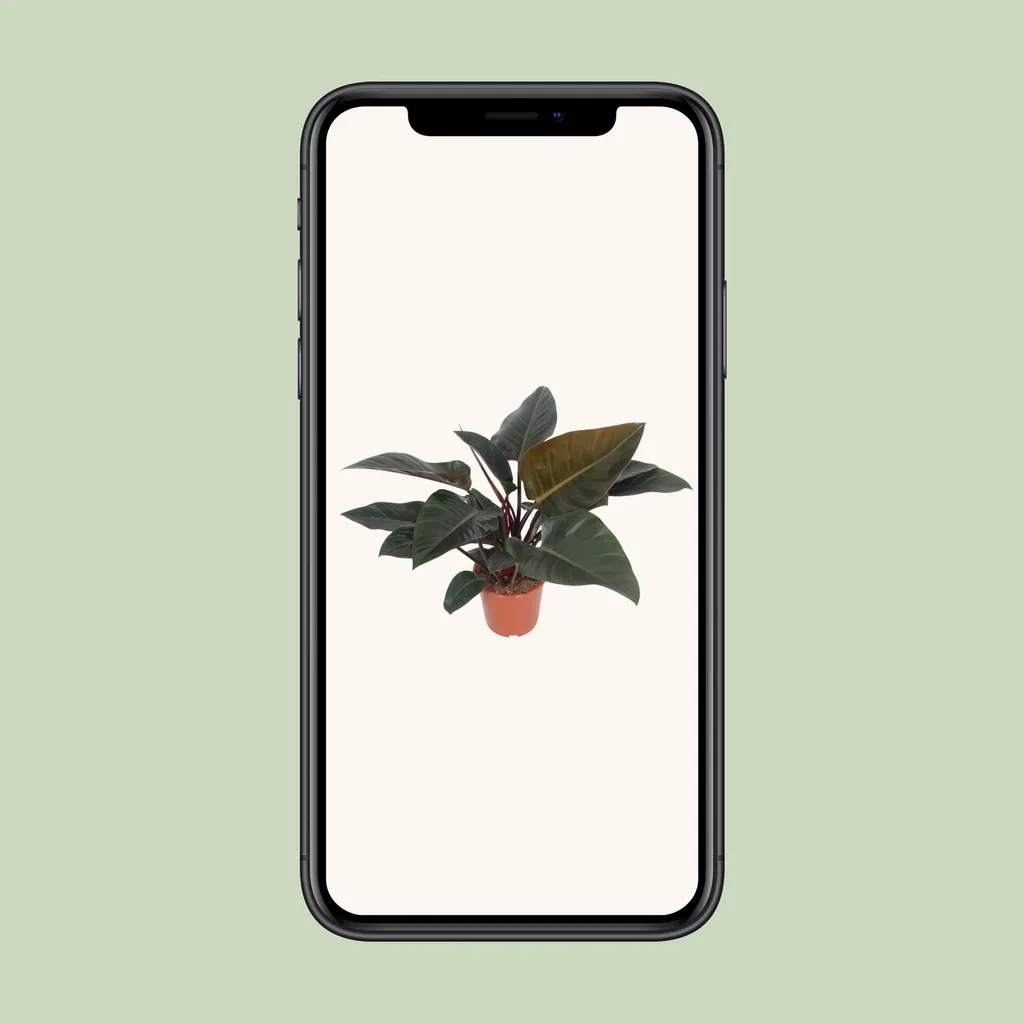 Baumfreund 'Congo Red' (Philodendron) – pflegeleichte Zimmerpflanze, Topf-Ø 27 cm, Höhe ca. 80 cm