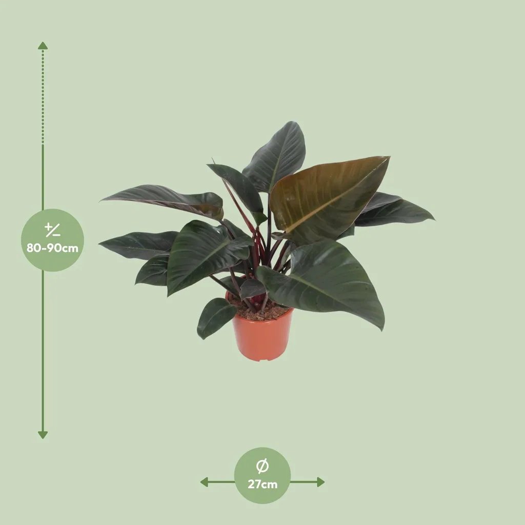 Baumfreund 'Congo Red' (Philodendron) – pflegeleichte Zimmerpflanze, Topf-Ø 27 cm, Höhe ca. 80 cm