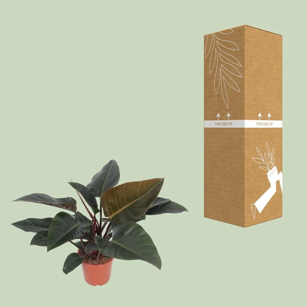 Baumfreund 'Congo Red' (Philodendron) – pflegeleichte Zimmerpflanze, Topf-Ø 27 cm, Höhe ca. 80 cm