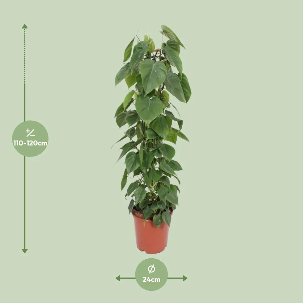 Kletter-Philodendron (Philodendron scandens) – pflegeleichte Zimmerpflanze, Topf-Ø 24 cm, Höhe ca. 120 cm