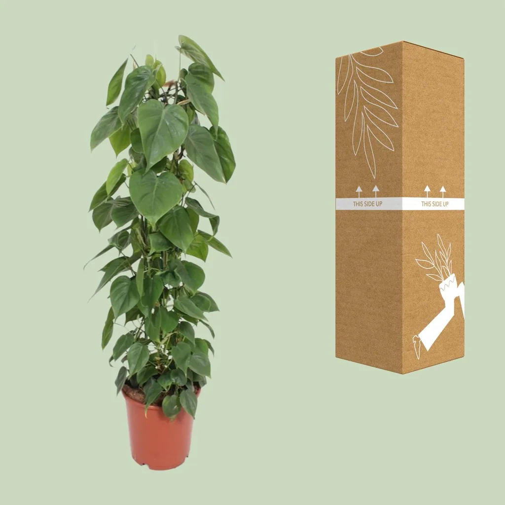 Kletter-Philodendron (Philodendron scandens) – pflegeleichte Zimmerpflanze, Topf-Ø 24 cm, Höhe ca. 120 cm