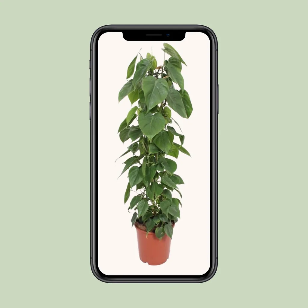 Kletter-Philodendron (Philodendron scandens) – pflegeleichte Zimmerpflanze, Topf-Ø 24 cm, Höhe ca. 120 cm