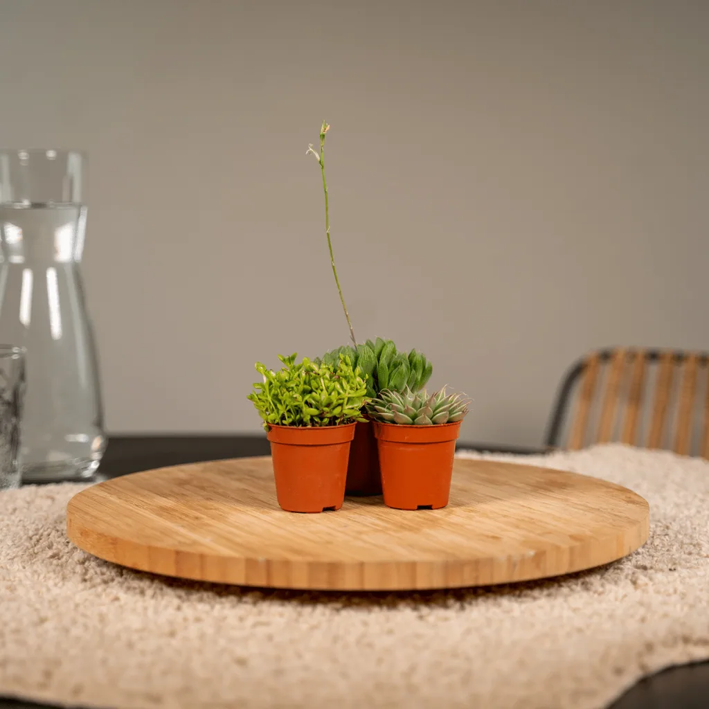 Sukkulenten-Mix 10er-Set – pflegeleichte Zimmerpflanzen, Topf-Ø 5,5 cm, Höhe ca. 7 cm