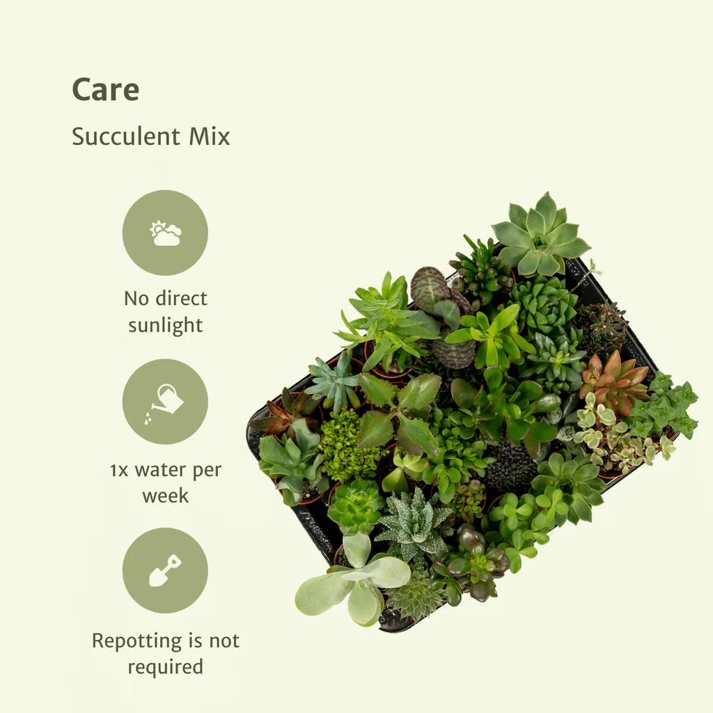 Sukkulenten-Mix 10er-Set – pflegeleichte Zimmerpflanzen, Topf-Ø 5,5 cm, Höhe ca. 7 cm